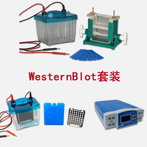 北京六一WesternBlot蛋白質(zhì)印跡法(免疫印跡試驗)套裝